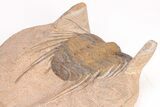 Spiny Selenopeltis Trilobite (Head Tucked) - Erfoud, Morocco #206446-2